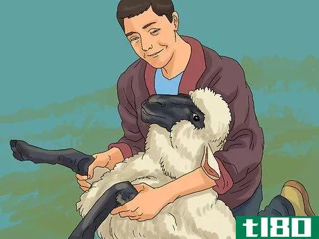 Image titled Care for Sheep Step 13