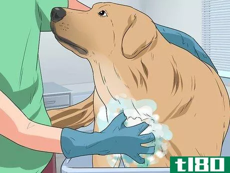 Image titled Bathe a Pregnant Dog Step 8