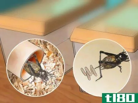 Image titled Care for Live Crickets for Reptiles Step 15