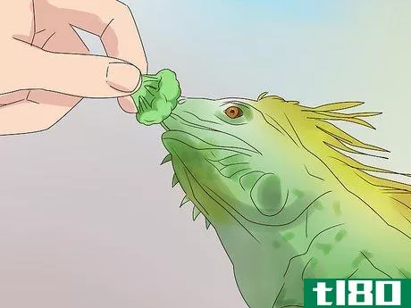 Image titled Buy an Iguana Step 16