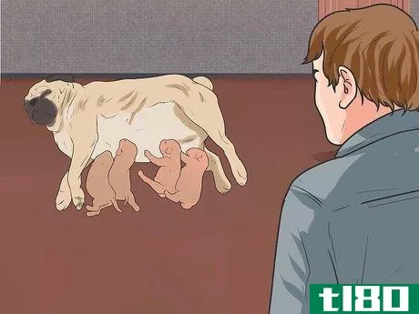 Image titled Breed Pugs Step 18