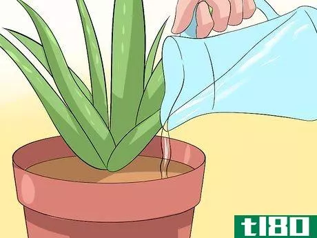 Image titled Care for Your Aloe Vera Plant Step 2