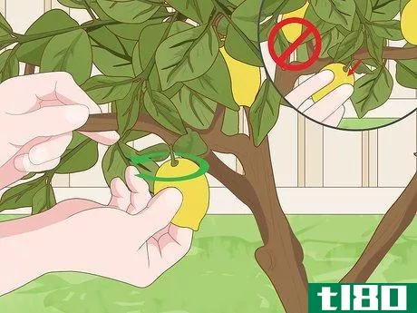Image titled Care for a Lemon Tree Step 12
