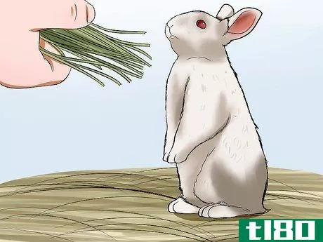 Image titled Care for Florida White Rabbits Step 1