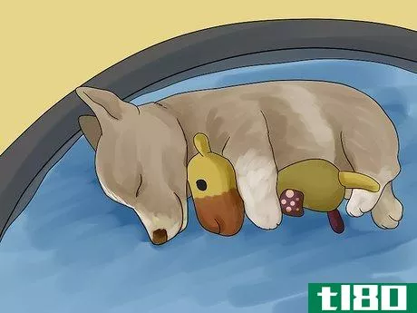 Image titled Avoid Losing Your Dog Step 5
