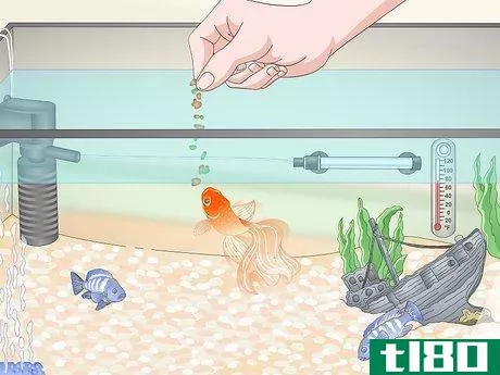 Image titled Build a Freshwater Predator Fish Aquarium Step 17