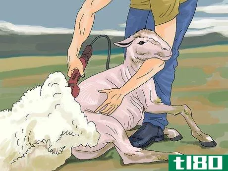 Image titled Care for Sheep Step 12