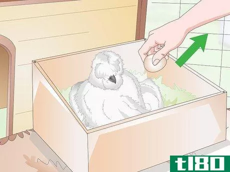 Image titled Care For Silkie Chickens Step 18
