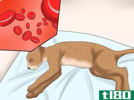 Image titled Care for a Cat with Feline Leukemia Step 3