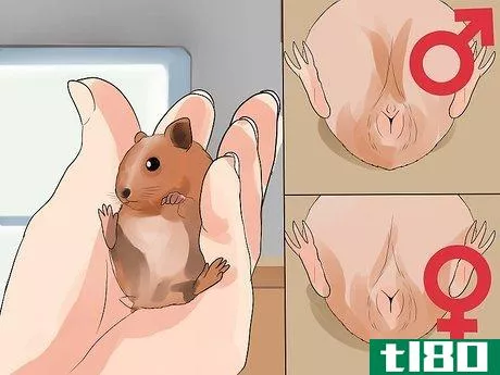 Image titled Care for Baby Guinea Pigs Step 6