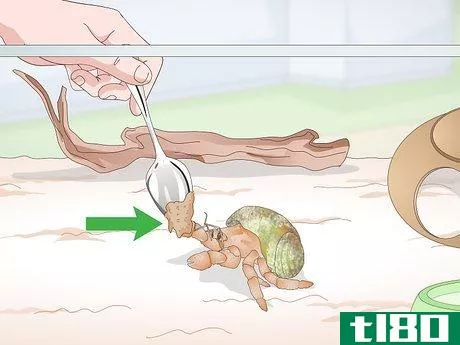 Image titled Care for Land Hermit Crabs Step 12