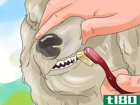 Image titled Be a Good Dog Owner Step 8