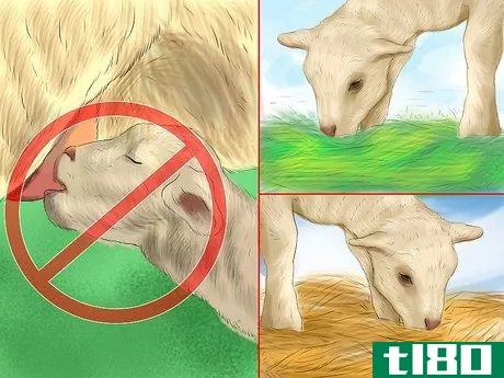 Image titled Bottle Feed a Baby Lamb Step 10