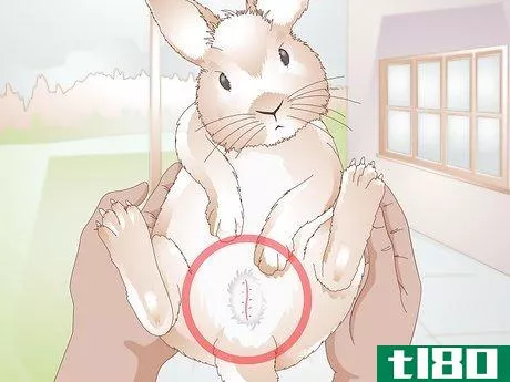 Image titled Calm a Vicious Rabbit Step 9