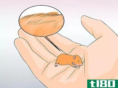 Image titled Breed Syrian Hamsters Step 24