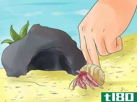 Image titled Care for Hermit Crabs Step 11