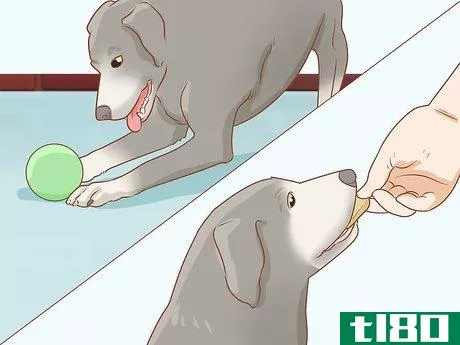 Image titled Care for Dogs Step 16