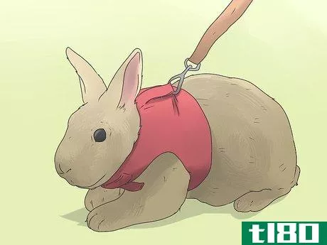 Image titled Care for Mini Lop Rabbits Step 11