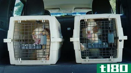 Image titled Two cages with puppies in the trunk of a car dog d J2FM6KY.00_00_00_00.Still002