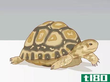 Image titled Care for a Leopard Tortoise Step 1