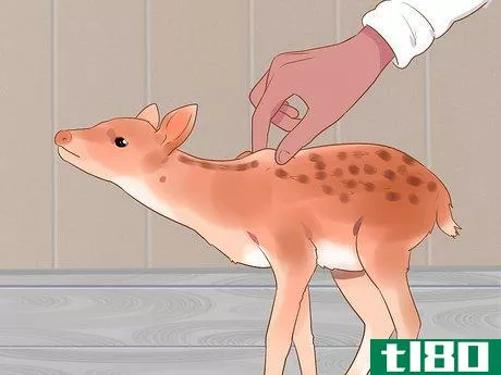 Image titled Bottle Feed an Orphaned Fawn Step 9
