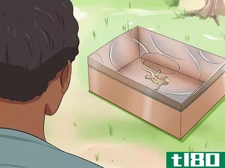 Image titled Catch a Lizard Without Using Your Hands Step 10