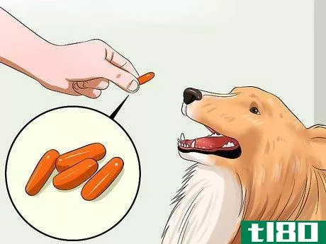 Image titled Care for Shelties Step 10