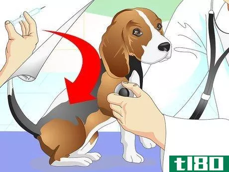 如何照顾小猎犬(care for beagles)