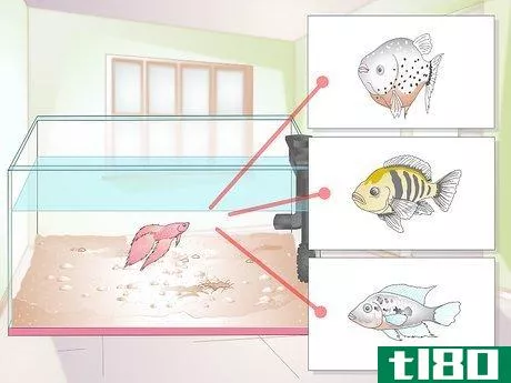 Image titled Buy Fish for an Aggressive Freshwater Aquarium Step 1