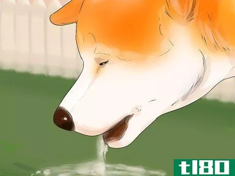 Image titled Care for an Akita Inu Dog Step 15