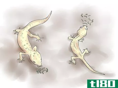 Image titled Breed Leopard Geckos Step 13