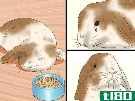 Image titled Care for Holland Lop Rabbits Step 18