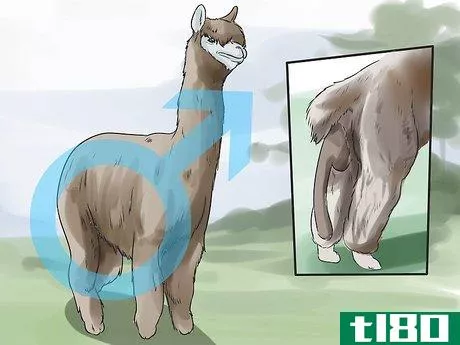 Image titled Breed Alpacas Step 3