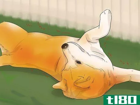 Image titled Care for an Akita Inu Dog Step 16