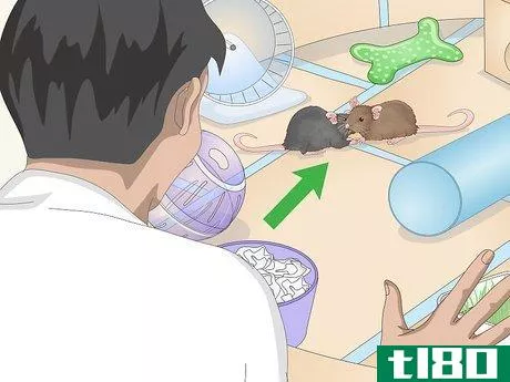 Image titled Build a Safe Playground for Your Pet Rats Step 12