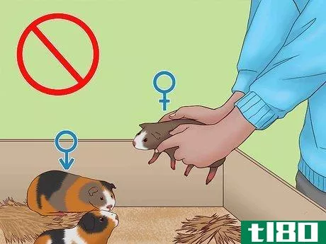 Image titled Care for a Pregnant Guinea Pig Step 47