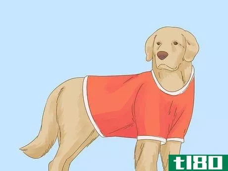 Image titled Care for a Dog After Spaying Step 12