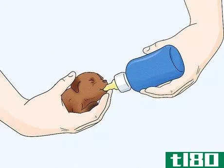 Image titled Care for Newborn Puppies Step 34