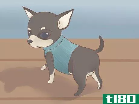 Image titled Care for Your Chihuahua Puppy Step 22