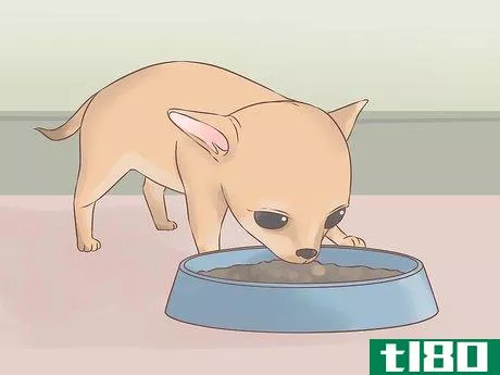 Image titled Care for Your Chihuahua Puppy Step 1
