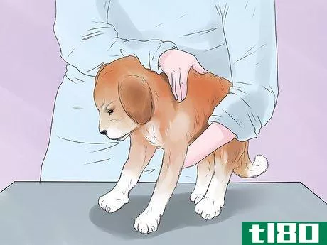 Image titled Inject a Microchip Into a Pet Step 6