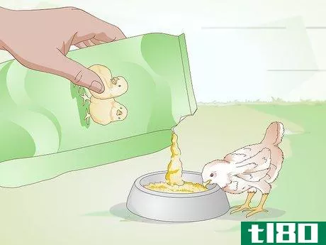Image titled Properly Care for Your Chicks and Older Chickens Step 8