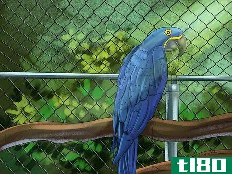 Image titled Care for a Hyacinth Macaw Step 19