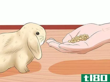 Image titled Care for Holland Lop Rabbits Step 15