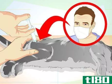 Image titled Care for Your Cat After Neutering or Spaying Step 13