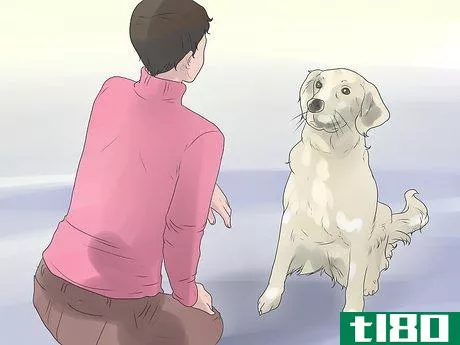 Image titled Bond With Your Dog Step 13