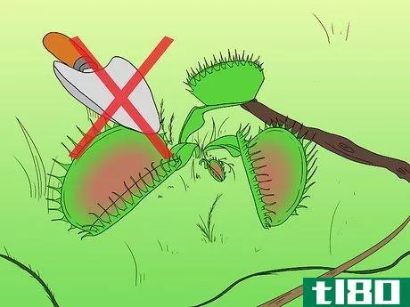 Image titled Care for Venus Fly Traps Step 3