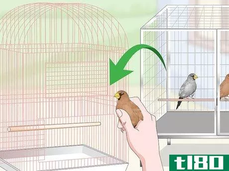 Image titled Bond with Pet Finches Step 10