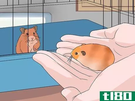 Image titled Breed Syrian Hamsters Step 8