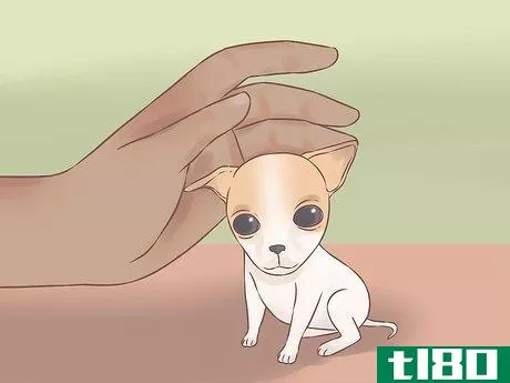 Image titled Care for Your Chihuahua Puppy Step 7